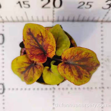 Caladium Heyun พร้อมการจัดส่งที่รวดเร็ว